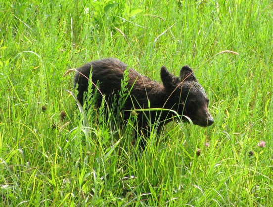Great Smoky Mountains National Park