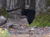 Great Smoky Mountains National Park