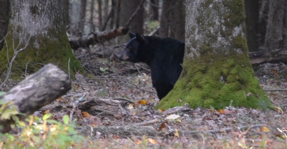 Great Smoky Mountains National Park