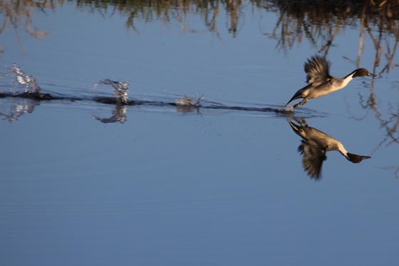 SQUAW CREEK NATIONAL WILDLIFE REFUGE