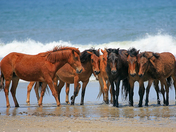 Currituck National Wildlife Refuge