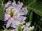 Lacassine National Wildlife Refuge