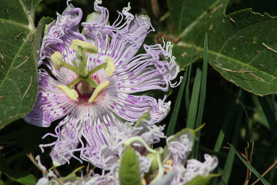 Lacassine National Wildlife Refuge