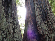 Redwood National Forest/Humbolt County