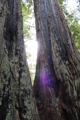 Redwood National Forest/Humbolt County