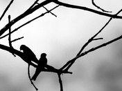 John Heinz National Wildlife Refuge at Tinicum