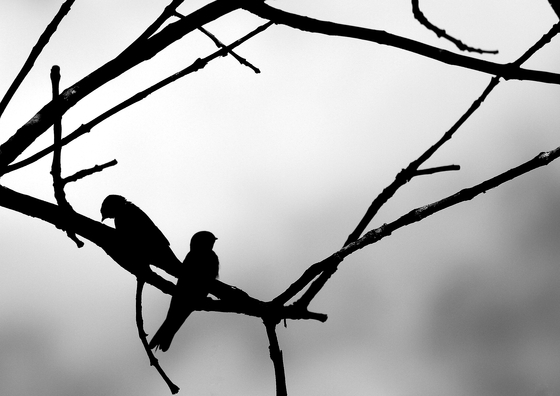 John Heinz National Wildlife Refuge at Tinicum