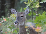 Wilson's Creek National Battlefield Missouri