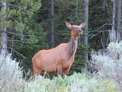 Grand Teton National Park