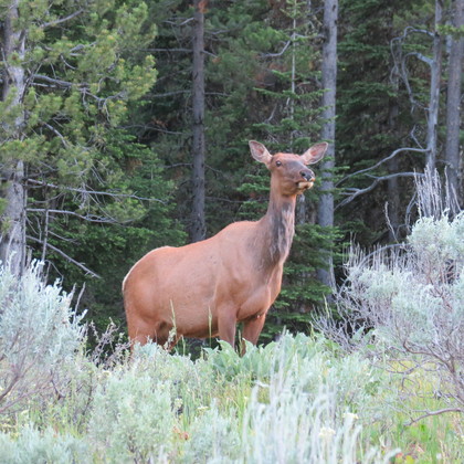 Grand Teton National Park