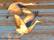 Bosque del Apache NWR