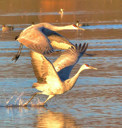 Bosque del Apache NWR