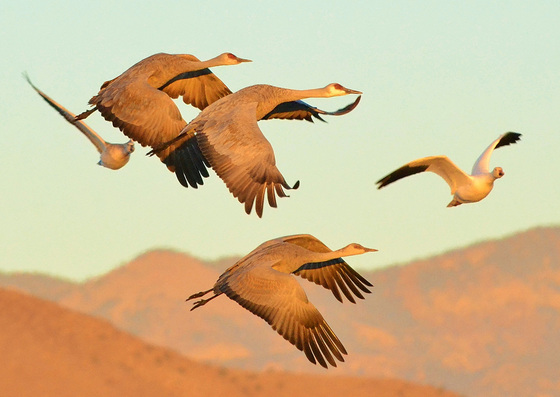 Bosque del Apache