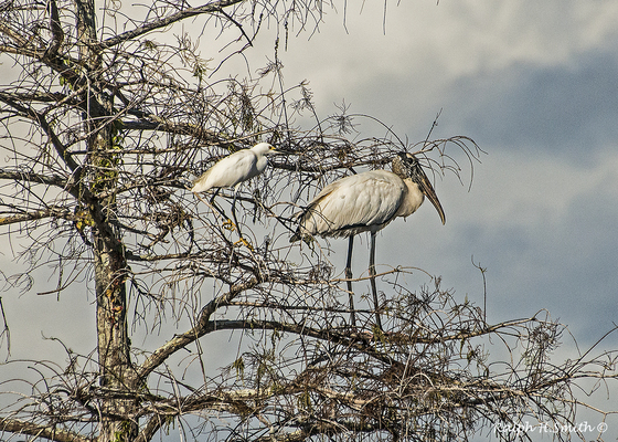 Big Cypress Fl