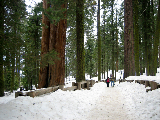 Sequoia NP
