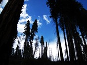 Sequoia National Park