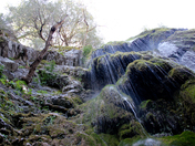 Los Padres National Forest