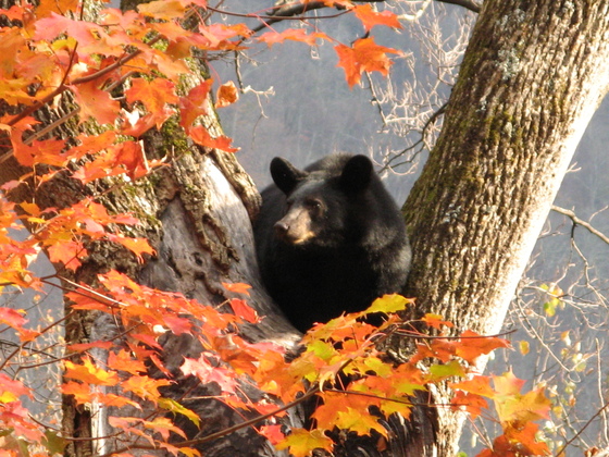 Great Smoky Mountains National Park