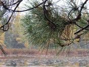 Nicolet Natational Forest 