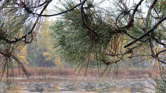 Nicolet Natational Forest 