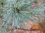 Nicolet Natational Forest 