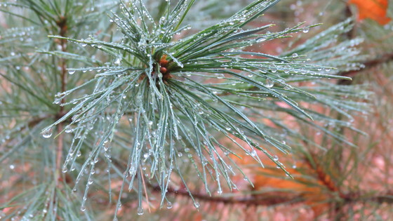 Nicolet Natational Forest 