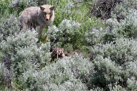 Yellowstone National Park