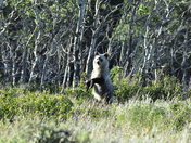 Glacier National Park