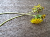 Two Double Head Dandelions