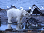 Arctic National Wildlife Refuge