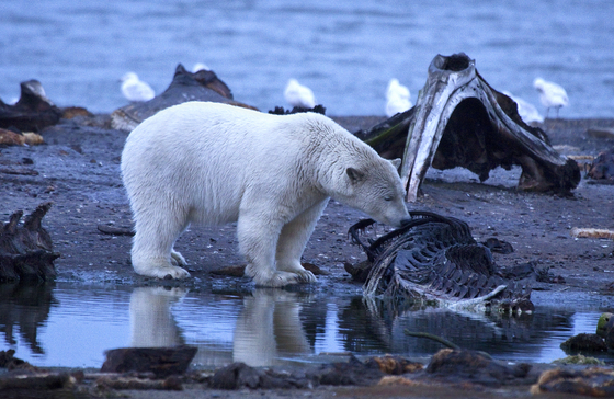 Arctic National Wildlife Refuge