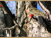 A Woodpecker
