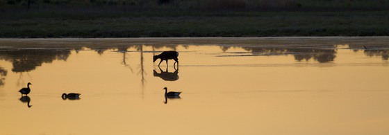 Chincoteague NWR
