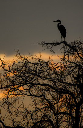 Chincoteague NWR