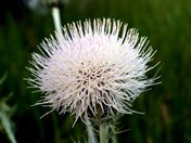 Yosemite National Park