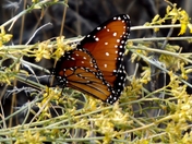 lake mead national rec area