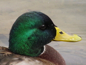 Up close to Mallard