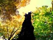 Chequamegon-Nicolet National Forest