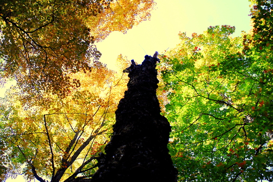 Chequamegon-Nicolet National Forest