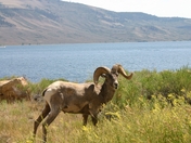 urecanti National Recreation Area- Blue Mesa Lake