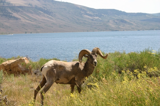 urecanti National Recreation Area- Blue Mesa Lake