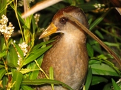 Squaw Creek National Wildlife Refuge