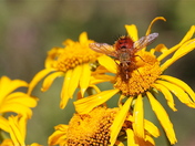White Water National Forest