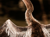 JN Ding Darling National Wildlife Refuge