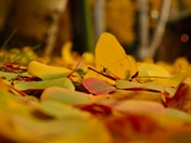 Grand Canyon North rim