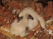 Big Oaks National Wildlife Refuge