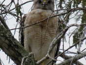 Loxahatchee National Wildlife Refuge