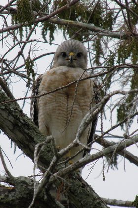 Loxahatchee National Wildlife Refuge