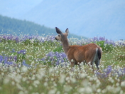 Olympic National Park Hurricane Ridge