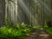 Redwood Forest,california
